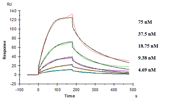 Affinity constant of 1.61E-08 M as determined in SPR assay.（Human TREM2 , His Tag）