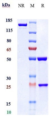 Anti-IL-2Rb / CD122 Reference Antibody (Singapore ASTR patent anti-IL-2R beta / IL-2R gamma