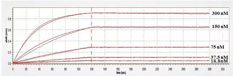 Surface Plasmon Resonance: BTN3A1 Antibody (CTX-2026) - Humanized [NBP3-28506] - Anti-BTN3A1 Reference Antibody（CTX-2026）captured on CM5 chip via anti-human IgG Fc antibodies surface, can bind Human BTN3A1, His Tag with an affinity constant of 9.89E-11M as determined in a SPR assay.