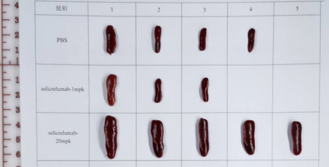 Compared with the negative control group, selicrelumab had a significant increase in visceral ratio at a dose of 20 MPk and no significant difference at a dose of 1 mpk, indicating that the toxicity of selicrelumab to the spleen was significantly dose-dependent.