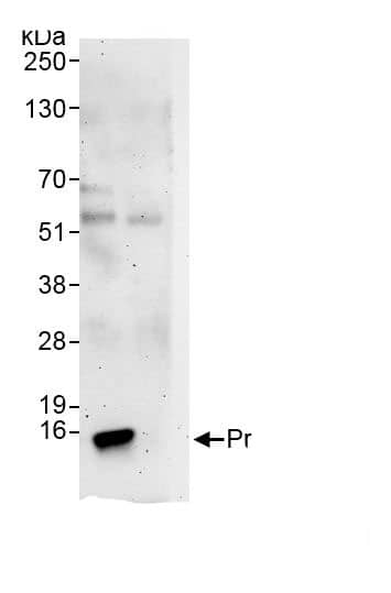 Immunoprecipitation PFDN1 Antibody