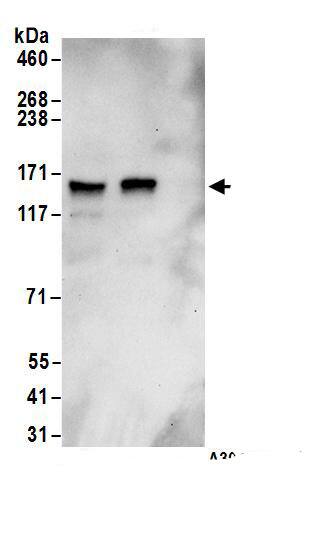 Immunoprecipitation:GRIP1 AntibodyNBP3-28911] -Detection of human GRIP1 by western blot of immunoprecipitates. Samples: Whole cell lysate (1 mg for IP; 20% of IP loaded) from HEK293T cells. Antibodies: Affinity purified rabbit anti-GRIP1 antibody NBP3-28911 (lot NBP3-28911-1) used for IP at 6 µg/mg lysate. GRIP1 was also immunoprecipitated by rabbit anti-GRIP1 antibody. For blotting immunoprecipitated GRIP1, NBP3-28911 was used at 1 µg/ml. Detection: Chemiluminescence with an exposure time of 30 seconds.