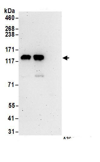 Immunoprecipitation:GRIP1 AntibodyNBP3-28915] -Detection of human GRIP1 by western blot of immunoprecipitates. Samples: Whole cell lysate (1 mg for IP; 20% of IP loaded) from HEK293T cells. Antibodies: Affinity purified rabbit anti-GRIP1 antibody NBP3-28915 (lot NBP3-28915-1) used for IP at 6 µg/mg lysate. GRIP1 was also immunoprecipitated by rabbit anti-GRIP1 antibody. For blotting immunoprecipitated GRIP1, NBP3-28915 was used at 1 µg/ml. Detection: Chemiluminescence with an exposure time of 3 minutes.