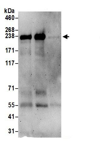 Immunoprecipitation Plexin A3 Antibody - BSA Free