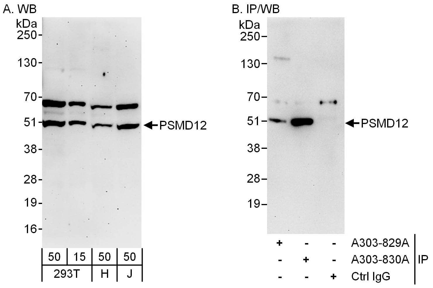 Western Blot:[NBP3-28928]-PSMD12 Antibody