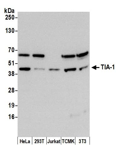 Western Blot:[NBP3-28929]-Detection of human and mouse TIA-1 by western blot. Samples: Whole cell lysate from HeLa , HEK293T , Jurkat , mouse TCMK-1 , and mouse NIH 3T3 cells prepared using NETN lysis buffer. Antibody: Affinity purified rabbit -1 antibody used for WB at 0. 1 µg/ml. Detection: Chemiluminescence with an exposure time of 3 minutes.