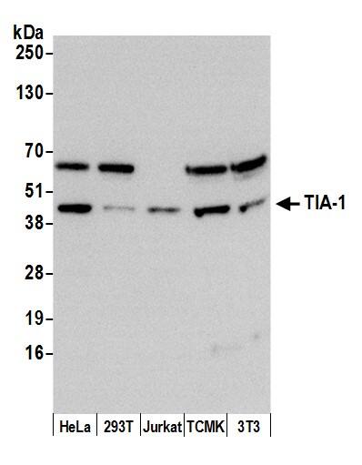 Western Blot:[NBP3-28929]-TIA1 Antibody