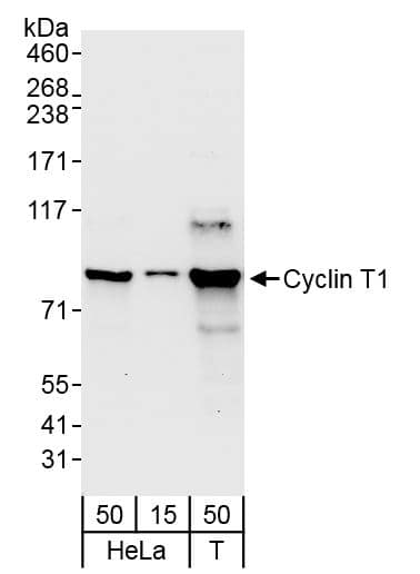 Western Blot:[NBP3-28931]-Cyclin T1 Antibody