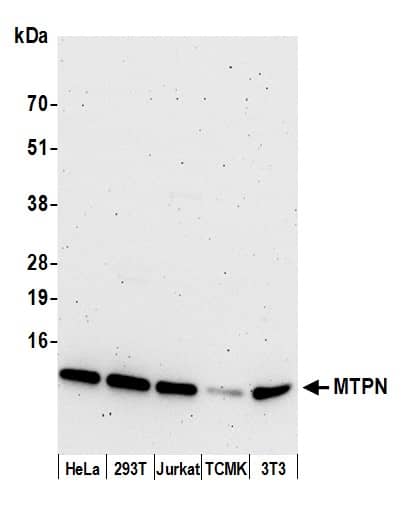 Western Blot:[NBP3-28937]-Detection of human and mouse MTPN by western blot. Samples: Whole cell lysate from HeLa, HEK293T, Jurkat, mouse TCMK-1, and mouse NIH 3T3 cells prepared using NETN lysis buffer. Antibody: Affinity purified rabbit anti-MTPN antibody used for WB at 0. 1 µg/ml. Detection: Chemiluminescence with an exposure time of 3 minutes.