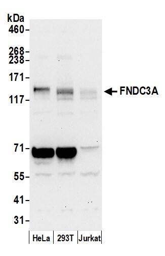 Western Blot:[NBP3-28938]-Detection of human FNDC3A by western blot. Samples: Whole cell lysate from HeLa, HEK293T, and Jurkat cells prepared using NETN lysis buffer. Antibody: Affinity purified rabbit antibody used for WB at 0. 1 µg/ml. Detection: Chemiluminescence with an exposure time of 30 seconds.