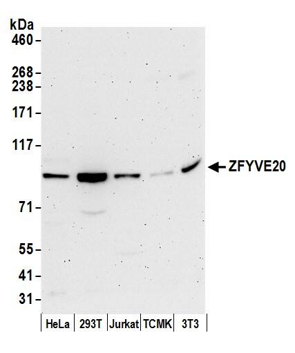Western Blot Rabenosyn 5 Antibody - BSA Free