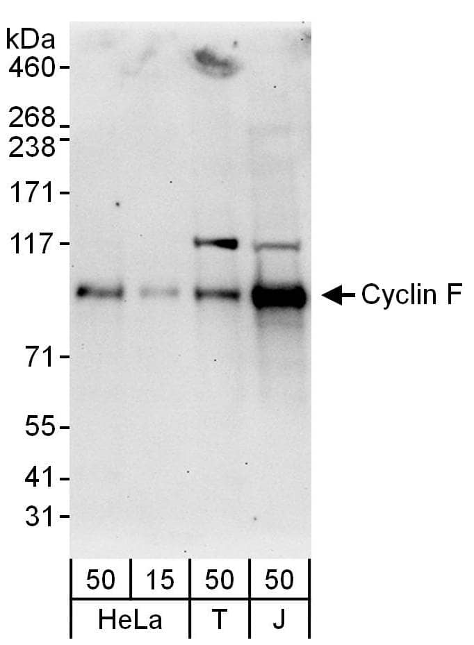 Western Blot Cyclin F Antibody - BSA Free