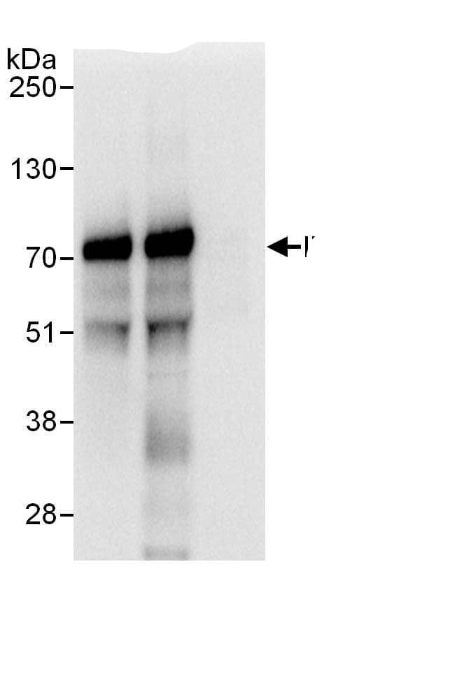 Immunoprecipitation:IRF2BP2 AntibodyNBP3-28956] -Detection of human IRF2BP2 by western blot of immunoprecipitates. Samples: Whole cell lysate (1 mg for IP, 20% of IP loaded) from HeLa cells. Antibodies: Affinity purified rabbit anti-IRF2BP2 antibody NBP3-28956 used for IP at 6 µg/mg lysate. IRF2BP2 was also immunoprecipitated by rabbit anti-IRF2BP2 antibody, which recognizes a downstream epitope. For blotting immunoprecipitated IRF2BP2, A303-190A was used at 1 µg/ml. Detection: Chemiluminescence with an exposure time of 1 second.