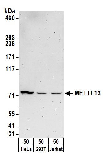 Western Blot:[NBP3-28960]-Detection of human METTL13 by western blot. Samples: Whole cell lysate from HeLa, HEK293T, and Jurkat cells. Antibodies: Affinity purified rabbit anti-METTL13 antibody used for WB at 0. 4 µg/ml. Detection: Chemiluminescence with an exposure time of 3 minutes.