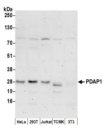 Western Blot:[NBP3-28969]-Detection of human PDAP1 by western blot. Samples: Whole cell lysate from HeLa, HEK293T, Jurkat, mouse TCMK-1, and mouse NIH 3T3 cells prepared using NETN lysis buffer. Antibodies: Affinity purified rabbit anti-PDAP1 antibody used for WB at 1 µg/ml. Detection: Chemiluminescence with an exposure time of 3 minutes.