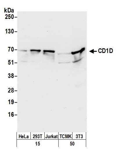 Western Blot:[NBP3-28970]-Detection of human and mouse CD1D by western blot. Samples: Whole cell lysate from HeLa, HEK293T, Jurkat and from mouse TCMK-1, and mouse NIH 3T3 cells prepared using NETN lysis buffer. Antibody: Affinity purified rabbit anti-CD1D antibody used for WB at 0. 1 µg/ml. Detection: Chemiluminescence with an exposure time of 10 seconds.