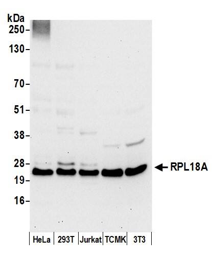 Western Blot:[NBP3-28973]-RPL18A Antibody