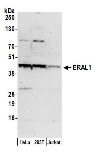 Western Blot GTP binding protein era homolog Antibody