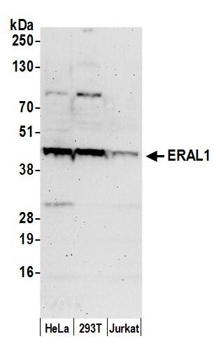 Western Blot:[NBP3-28975]-GTP binding protein era homolog Antibody