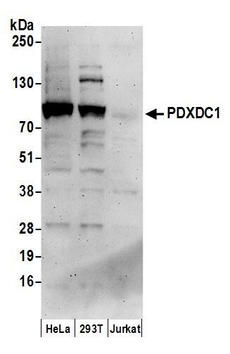 Western Blot:[NBP3-28976]-PDXDC1 Antibody