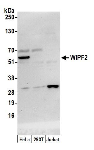 Western Blot:[NBP3-28979]-Detection of human WIPF2 by western blot. Samples: Whole cell lysate from HeLa, HEK293T, and Jurkat cells prepared using NETN lysis buffer. Antibody: Affinity purified rabbit anti-WIPF2 antibody used for WB at 0. 1 µg/ml. Detection: Chemiluminescence with an exposure time of 10 seconds.