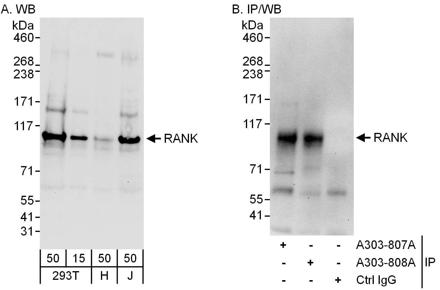 Western Blot:[NBP3-28991]-RANK/TNFRSF11A Antibody