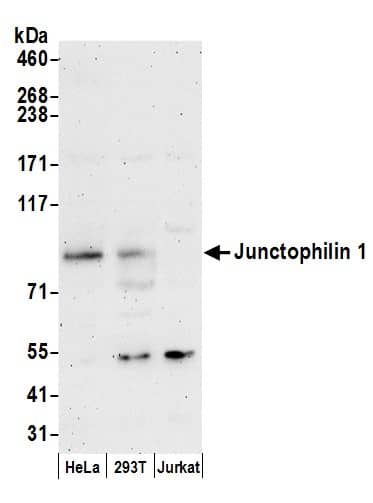 Western Blot:[NBP3-28993]-JPH1 Antibody