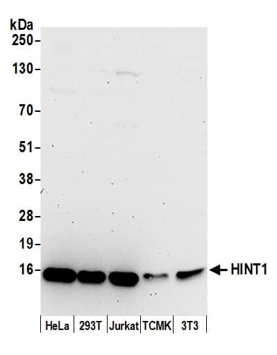 Western Blot:[NBP3-29004]-Detection of human and mouse HINT1 by western blot. Samples: Whole cell lysate from HeLa, HEK293T, Jurkat, mouse TCMK-1, and mouse NIH 3T3 cells prepared using NETN lysis buffer. Antibody: Affinity purified rabbit anti-HINT1 antibody used for WB at 0. 1 µg/ml. Detection: Chemiluminescence with an exposure time of 75 seconds.