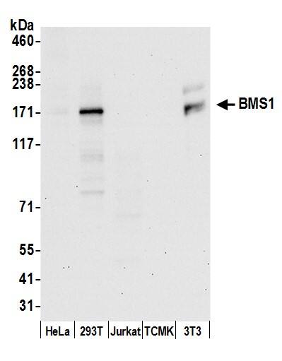 Western Blot:[NBP3-29005]-Detection of human and mouse BMS1 by western blot. Samples: Whole cell lysate from HeLa, HEK293T, Jurkat, mouse TCMK-1, and mouse NIH 3T3 cells prepared using NETN lysis buffer. Antibody: Affinity purified rabbit anti-BMS1 antibody used for WB at 0. 1 µg/ml. Detection: Chemiluminescence with an exposure time of 30 seconds.