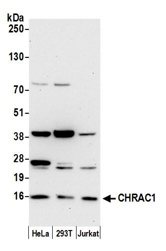 Western Blot:[NBP3-29007]-Detection of human CHRAC1 by western blot. Samples: Whole cell lysate from HeLa, HEK293T, and Jurkat cells prepared using NETN lysis buffer. Antibody: Affinity purified rabbit anti-CHRAC1 antibody used for WB at 0. 4 µg/ml. Detection: Chemiluminescence with an exposure time of 60 seconds.