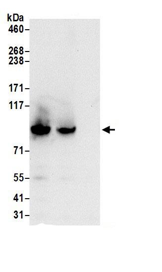 Immunoprecipitation:STRIP1 AntibodyNBP3-29026] -Detection of human FAM40A by western blot of immunoprecipitates. Samples: Whole cell lysate (0.5 or 1.0 mg per IP reaction; 20% of IP loaded) from 293T cells prepared using NETN lysis buffer. Antibodies: Affinity purified rabbit anti-FAM40A antibody NBP3-29026 (lot NBP3-29026-1) used for IP at 6 µg per reaction. FAM40A was also immunoprecipitated by rabbit anti-FAM40A antibody. For blotting immunoprecipitated FAM40A, NBP3-29026 was used at 1 µg/ml. Detection: Chemiluminescence with an exposure time of 10 seconds.