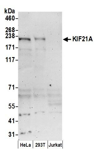 Western Blot:[NBP3-29031]-Detection of human KIF21A by western blot. Samples: Whole cell lysate from HeLa, HEK293T, and Jurkat cells prepared using NETN lysis buffer. Antibody: Affinity purified rabbit antibody used for WB at 0. 1 µg/ml. Detection: Chemiluminescence with an exposure time of 3 minutes.