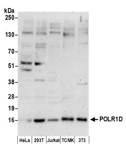 Western Blot:[NBP3-29032]-Detection of human and mouse POLR1D by western blot. Samples: Whole cell lysate from HeLa, HEK293T, Jurkat, mouse TCMK-1, and mouse NIH 3T3 cells prepared using NETN lysis buffer. Antibody: Affinity purified rabbit anti-POLR1D antibody used for WB at 1 µg/ml. Detection: Chemiluminescence with an exposure time of 3 minutes.