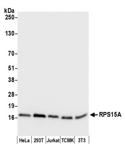 Western Blot RPS15A Antibody