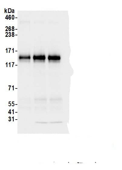 Immunoprecipitation Protocadherin-19 Antibody