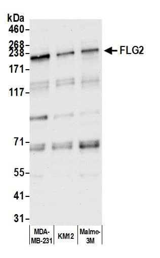 Western Blot Filaggrin family member 2 Antibody - BSA Free