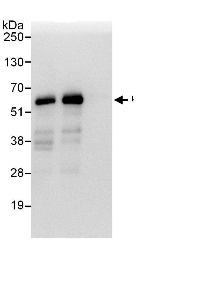 Immunoprecipitation:HIP-55 AntibodyNBP3-29076] -Detection of human HIP55 by western blot of immunoprecipitates. Samples: Whole cell lysate (1 mg for IP, 20% of IP loaded) from HeLa cells. Antibodies: Affinity purified rabbit anti-HIP55 antibody NBP3-29076 used for IP at 6 µg/mg lysate. HIP55 was also immunoprecipitated by rabbit anti-HIP55., which recognizes an upstream epitope. For blotting immunoprecipitated HIP55, was used at 1 µg/ml. Detection: Chemiluminescence with an exposure time of 1 second.