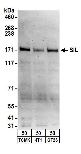 Western Blot:[NBP3-29084]-Detection of mouse SIL by western blot. Samples: Whole cell lysate from TCMK-1, 4T1, and CT26. WT cells. Antibodies: Affinity purified rabbit anti-SIL antibody used for WB at 0. 1 µg/ml. Detection: Chemiluminescence with an exposure time of 3 minutes.