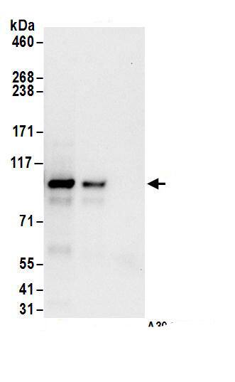 Immunoprecipitation NKRF Antibody