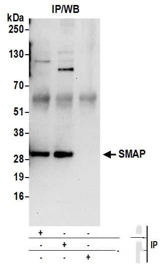 Immunoprecipitation SMAP Antibody - BSA Free