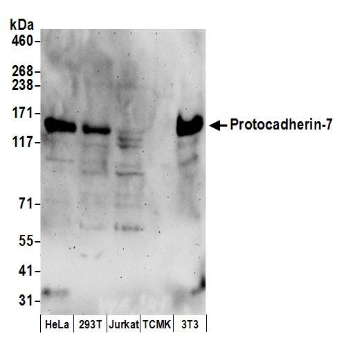 Western Blot:[NBP3-29122]-Detection of human and mouse Protocadherin-7 by western blot. Samples: Whole cell lysate from HeLa, HEK293T, Jurkat, mouse TCMK-1, and mouse NIH 3T3 prepared using NETN lysis buffer. Antibodies: Affinity purified rabbit anti-Protocadherin-7 antibody used for WB at 1 µg/ml. Detection: Chemiluminescence with an exposure time of 3 minutes.