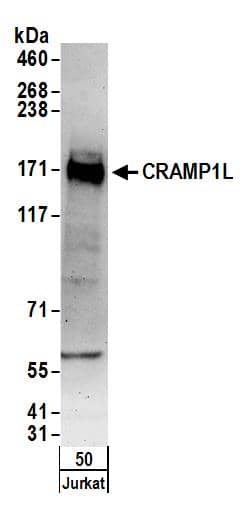 Western Blot:[NBP3-29149]-Detection of human CRAMP1L by western blot. Samples: Whole cell lysate from Jurkat cells. Antibodies: Affinity purified rabbit anti-CRAMP1L antibody used for WB at 0. 1 µg/ml. Detection: Chemiluminescence with an exposure time of 3 minutes.
