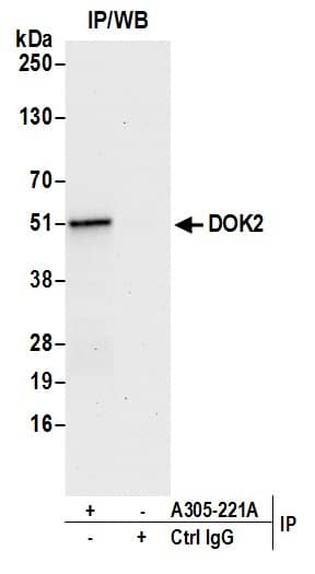 Immunoprecipitation:[NBP3-29162]-Detection of human DOK2 by western blot of immunoprecipitates. Samples: Whole cell lysate from Jurkat cells prepared using NETN lysis buffer. Antibodies: Affinity purified rabbit anti-DOK2 antibody used for IP at 6 µg per reaction. For blotting immunoprecipitated DOK2, was used at 1 µg/ml. Detection: Chemiluminescence with an exposure time of 30 seconds.