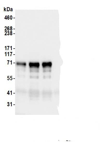 Immunoprecipitation QRICH1 Antibody - BSA Free