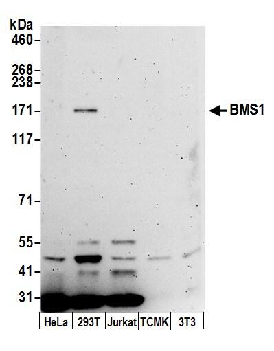 Western Blot:[NBP3-29171]-Detection of human BMS1 by western blot. Samples: Whole cell lysate from HeLa, HEK293T, Jurkat, mouse TCMK-1, and mouse NIH 3T3 cells prepared using NETN lysis buffer. Antibody: Affinity purified rabbit anti-BMS1 antibody used for WB at 0. 1 µg/ml. Detection: Chemiluminescence with an exposure time of 3 minutes.