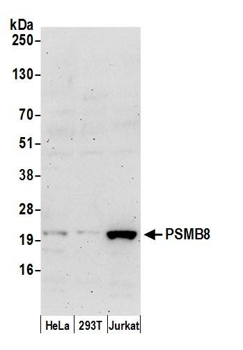 Western Blot:[NBP3-29173]-Detection of human PSMB8 by western blot. Samples: Whole cell lysate from HeLa, HEK293T, and Jurkat cells prepared using NETN lysis buffer. Antibody: Affinity purified rabbit anti-PSMB8 antibody used for WB at 0. 4 µg/ml. Detection: Chemiluminescence with an exposure time of 3 minutes.