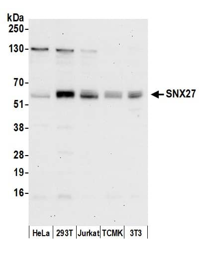 Western Blot:[NBP3-29174]-Detection of human and mouse SNX27 by western blot. Samples: Whole cell lysate from HeLa, HEK293T, Jurkat, mouse TCMK-1, and mouse NIH 3T3 cells prepared using NETN lysis buffer. Antibody: Affinity purified rabbit anti-SNX27 antibody used for WB at 0. 1 µg/ml. Detection: Chemiluminescence with an exposure time of 30 seconds.