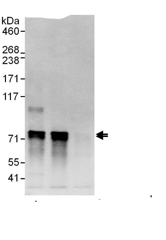 Immunoprecipitation:ATG16L1 AntibodyNBP3-29182] -Detection of human Atg16L1 by western blot of immunoprecipitates. Samples: Whole cell lysate (1 mg for IP, 20% of IP loaded) from HeLa cells. Antibodies: Affinity purified rabbit anti-Atg16L1 antibody NBP3-29182 used for IP at 6 µg/mg lysate. Atg16L1 was also immunoprecipitated by rabbit anti-Atg16L1., which recognizes an upstream epitope. For blotting immunoprecipitated Atg16L1, A303-294A was used at 1 µg/ml. Detection: Chemiluminescence with an exposure time of 3 seconds.