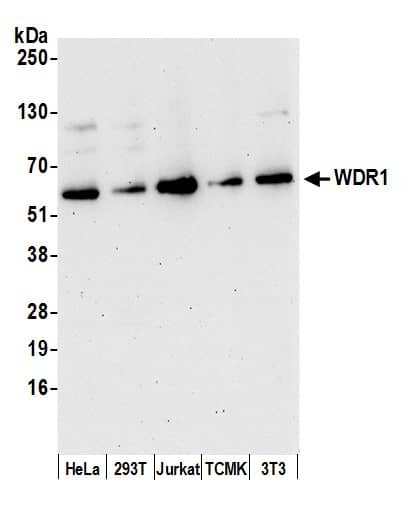 Western Blot:[NBP3-29196]-Detection of human and mouse WDR1 by western blot. Samples: Whole cell lysate from HeLa, HEK293T, Jurkat, mouse TCMK-1, and mouse NIH 3T3 cells prepared using NETN lysis buffer. Antibody: Affinity purified rabbit anti-WDR1 antibody used for WB at 0. 1 µg/ml. Detection: Chemiluminescence with an exposure time of 30 seconds.