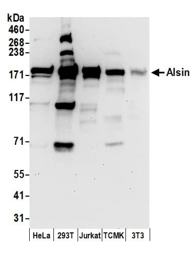 Western Blot:[NBP3-29197]-Detection of human and mouse Alsin by western blot. Samples: Whole cell lysate from HeLa, HEK293T, Jurkat, mouse TCMK-1, and mouse NIH 3T3 cells prepared using NETN lysis buffer. Antibodies: Affinity purified rabbit anti-Alsin antibody used for WB at 0. 1 µg/ml. Detection: Chemiluminescence with an exposure time of 30 seconds.